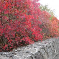 Осень :: Ирина 