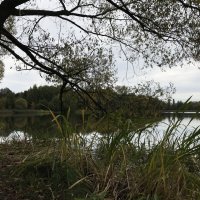 У пруда :: Лариса Корж