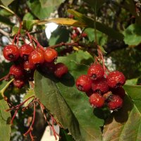 Боярышник кроваво-красный :: Наиля 