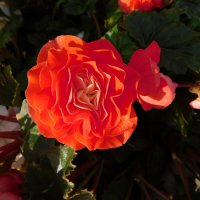 Бегония клубневая оранжевая махровая :: Наиля 