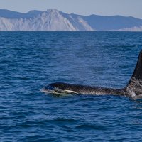 ... :: Жора Житников