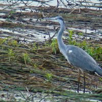 серая цапля :: gawrilа - dan