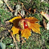 Осенний "ёжик"! :: Надежда 