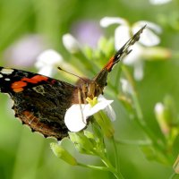 опять про бабочек 48 :: Александр Прокудин