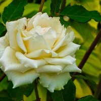 Городские цветы в октябре. :: Милешкин Владимир Алексеевич Городские цветы в октябре. :: Милешкин Владимир Алексеевич