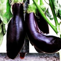 Ещё радуют баклажаны :: Людмила Смородинская