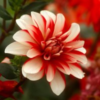 Пора георгинов :: Юрий. Шмаков Пора георгинов :: Юрий. Шмаков