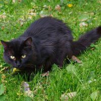 Черная кошка :: Александр Лычагин