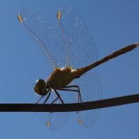 Стрекоза :: Александр Лычагин