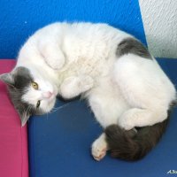 Шо, опять понедельник и на работу? Идите, я за вас отомщу! :-) :: Андрей Заломленков