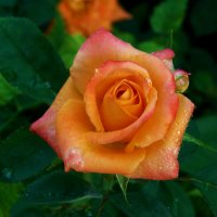 Оранжевая роза Флорибунда :: Валентин Семчишин