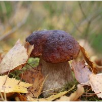 *** :: Aleksandr Gal