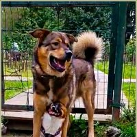 Яша с другом. В домике.:) :: Валерия Комова Яша с другом. В домике.:) :: Валерия Комова