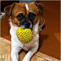 Про Яшика. :: Валерия Комова Про Яшика. :: Валерия Комова