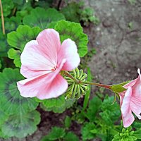 Цветы. :: Владимир Драгунский