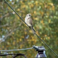 Пустельга. :: Владимир Безбородов Пустельга. :: Владимир Безбородов