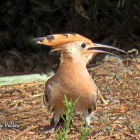 Удод :: Николай Волков