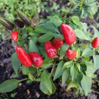 Дары осени :: Рита Симонова Дары осени :: Рита Симонова