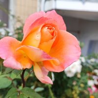 ,,, :: Сергей Тимоновский