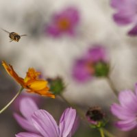 В полёте :: Светлана Тихонина