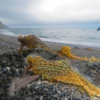 И это тоже ламинария. (морская капуста) :: ИРЭН@ .