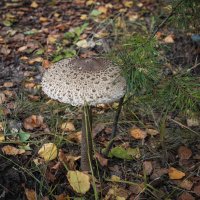 *** :: Владимир Зеленцов