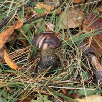 *** :: Владимир Зеленцов