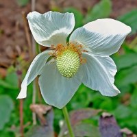 Одинокая анемона! :: Валентина Нефёдова Одинокая анемона! :: Валентина Нефёдова