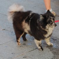 зарисовка :: Елена Шаламова