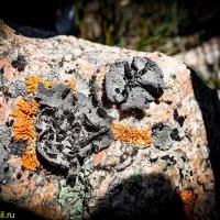 УЗОРЫ ЖИЗНИ НА КАМНЕ :: HART BAD