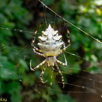 Ядовитый паук Аргиопа дольчатая, или аргиопа лобата :: HART BAD