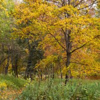 Осеннее дерево :: Александр Синдерёв