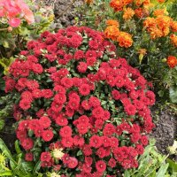 Курск. В саду у дома :: Ирэн 