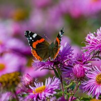 Последние теплые дни осени.... :: Sergey (Apg)