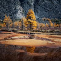 Золото колымских лиственниц :: Дмитрий Шишкин