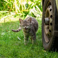 Покушать дадут? :: Владимир Иванович