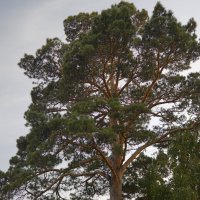 Кедр Богатырь :: Ильич -