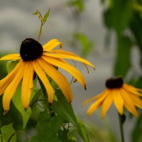 Про рудбекию... :: Николай Гирш