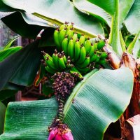 Вот и почти созрели наши бананы. :: Aida10 