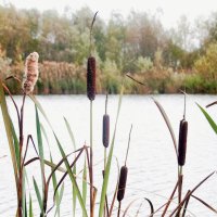 Рагоз широколистный. :: Вячеслав. Синицын