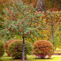 Яблоневый сад :: Ирэна Мазакина