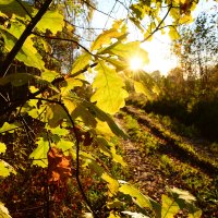Осенние листья. :: Михаил Колосов Осенние листья. :: Михаил Колосов
