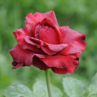 Роза после легкого мороза :: Иван Генералов