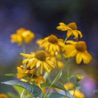 ... :: Светлана Ищенко