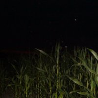 кукурузное поле :: fogmeadowww m