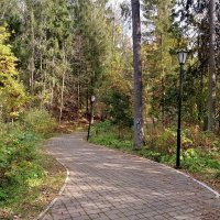 Цивилизация в лесу :: Александр Чеботарь