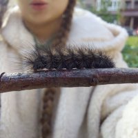 Два лохматых друга) :: Артём 