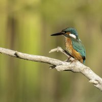 Обыкновенный зимородок. :: Alexander Amromin Обыкновенный зимородок. :: Alexander Amromin