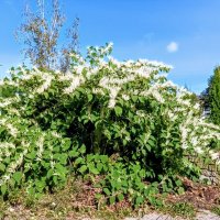 Горец (сахалинская гречиха), красота - страшная сила ) :: Veera V Горец (сахалинская гречиха), красота - страшная сила ) :: Veera V