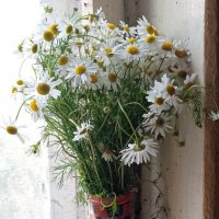 Ромашковый букет :: Светлана Калмыкова Калмыкова